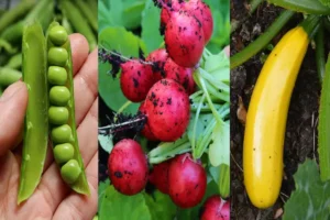 Beginner vegetables list, simple backyard garden, low maintenance crops