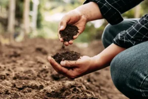 Best garden soil, soil types basics, potting mix guide
