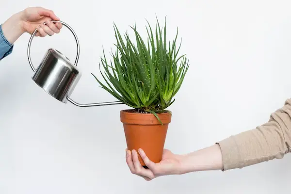 watering plants the right way