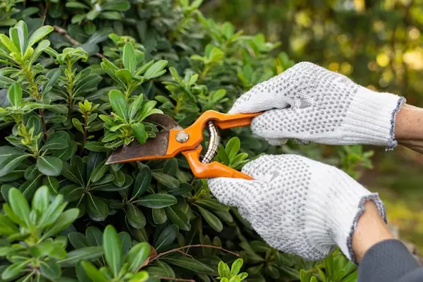 beginner guide to pruning plants