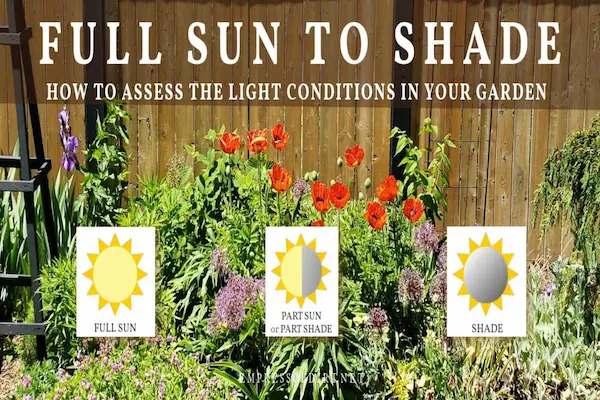 full sun versus shade plants