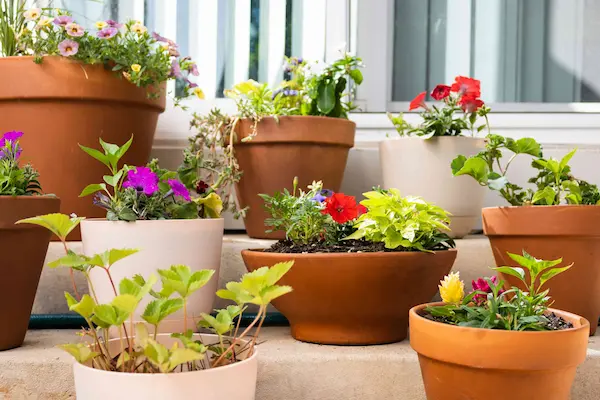 how to start container gardening
