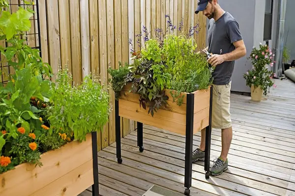 how to start herb garden