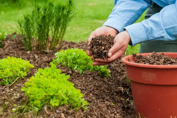 mulch benefits for home gardens