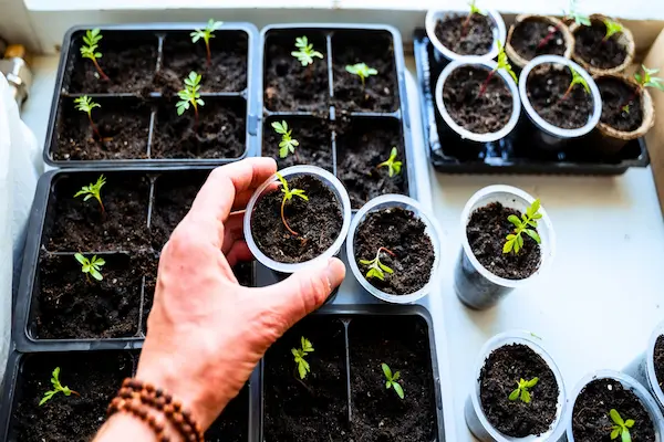 seed starting indoors basics