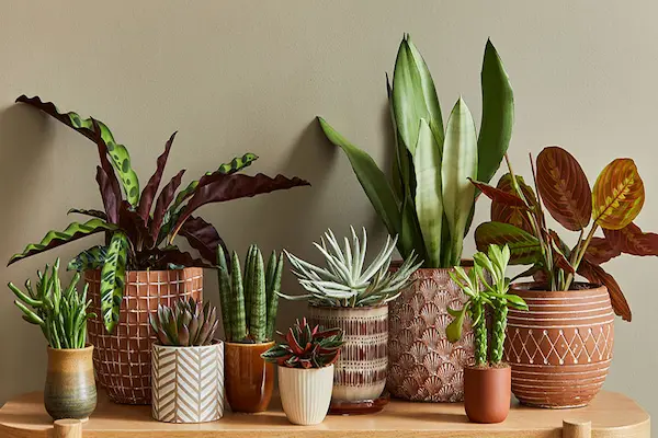 how to choose indoor plant pots