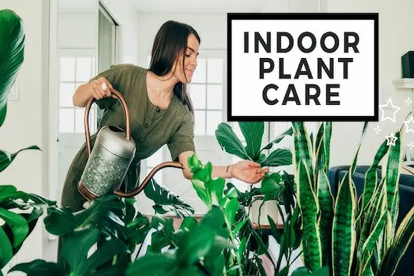 indoor plant care for beginners