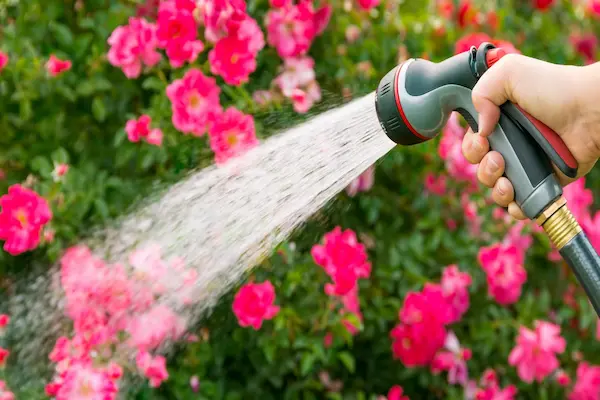 watering schedule for small gardens