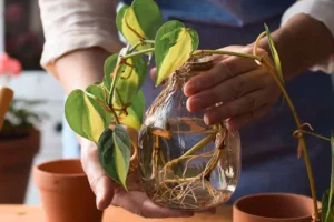 Beginner Guide to Plant Propagation: Simple Ways to Multiply Houseplants