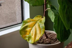 Common problems with houseplants: a straightforward and easy troubleshooting guide.