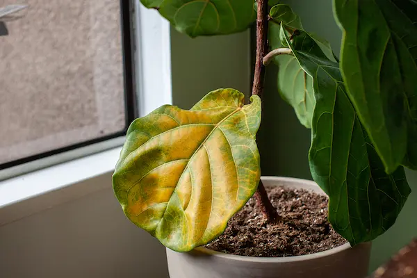 common indoor plant problems